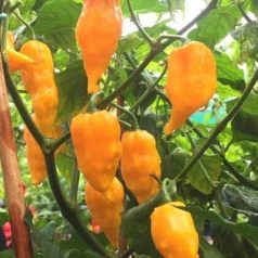 BHUT JOLOKIA YELLOW