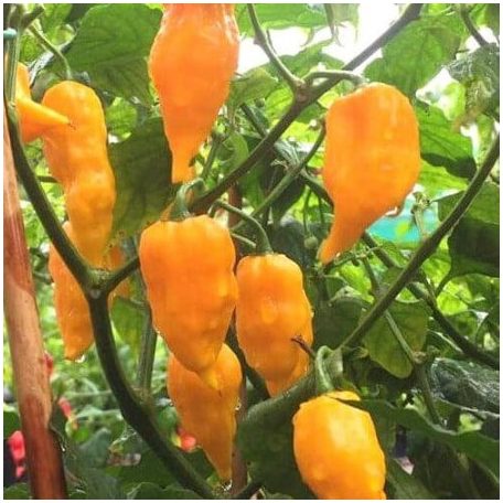 BHUT JOLOKIA YELLOW
