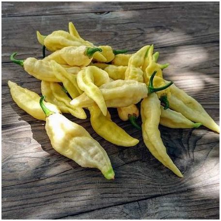 BHUT JOLOKIA WHITE 