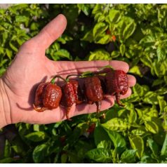 CAROLINA REAPER CHOCOLATE