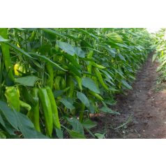 NAMIB F1 (ZKI 09272 F1)