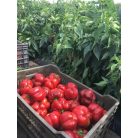 TEMES F1 (ZKI 09302 F1)