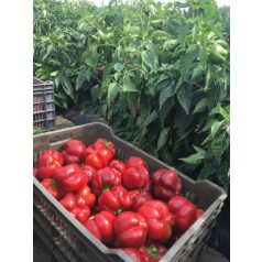 TEMES F1 (ZKI 09302 F1)