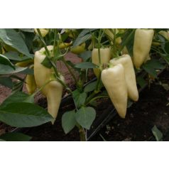 TORNÁC F1 (ZKI 09332 F1)